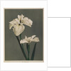 Iris Kaempferi, 1896 by Kazumasa (1860-1930) Ogawa