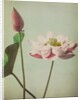 Lotus, 1896 by Kazumasa Ogawa
