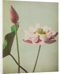 Lotus, 1896 by Kazumasa Ogawa