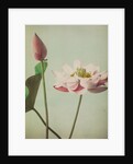 Lotus, 1896 by Kazumasa Ogawa