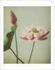 Lotus, 1896 by Kazumasa Ogawa