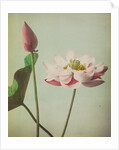 Lotus, 1896 by Kazumasa Ogawa