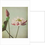 Lotus, 1896 by Kazumasa Ogawa