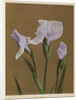 Iris Kaempfer, 1896 by Kazumasa Ogawa