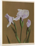 Iris Kaempfer, 1896 by Kazumasa Ogawa