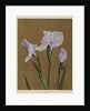 Iris Kaempfer, 1896 by Kazumasa Ogawa