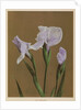 Iris Kaempfer, 1896 by Kazumasa Ogawa