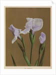 Iris Kaempfer, 1896 by Kazumasa Ogawa