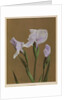 Iris Kaempfer, 1896 by Kazumasa Ogawa