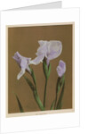 Iris Kaempfer, 1896 by Kazumasa Ogawa