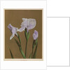 Iris Kaempfer, 1896 by Kazumasa Ogawa