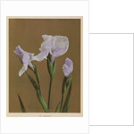 Iris Kaempfer, 1896 by Kazumasa Ogawa