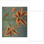 Lily, 1896 by Kazumasa Ogawa