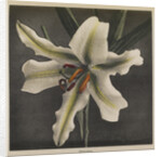 Lily, 1896 by Kazumasa (1860-1930) Ogawa