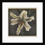 Lily, 1896 by Kazumasa (1860-1930) Ogawa