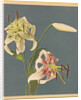 Lilies, 1897 by Kazumasa Ogawa