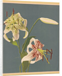 Lilies, 1897 by Kazumasa Ogawa