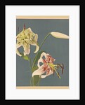 Lilies, 1897 by Kazumasa Ogawa