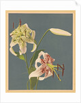 Lilies, 1897 by Kazumasa Ogawa