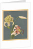 Lilies, 1897 by Kazumasa Ogawa
