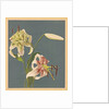 Lilies, 1897 by Kazumasa Ogawa