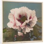 Tree Paeony, 1896 by Kazumasa Ogawa