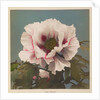 Tree Paeony, 1896 by Kazumasa Ogawa