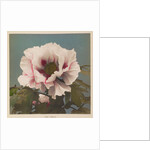 Tree Paeony, 1896 by Kazumasa Ogawa
