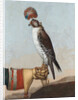 Icelandic gerfalcon, 1759 by German School