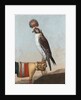 Icelandic gerfalcon, 1759 by German School