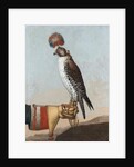 Icelandic gerfalcon, 1759 by German School