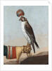 Icelandic gerfalcon, 1759 by German School