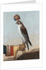 Icelandic gerfalcon, 1759 by German School