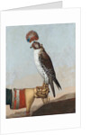 Icelandic gerfalcon, 1759 by German School