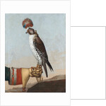 Icelandic gerfalcon, 1759 by German School