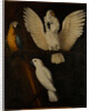 Parrots, c.1670 by Dutch School