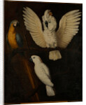 Parrots, c.1670 by Dutch School