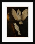 Parrots, c.1670 by Dutch School