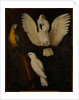 Parrots, c.1670 by Dutch School