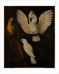 Parrots, c.1670 by Dutch School