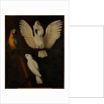Parrots, c.1670 by Dutch School