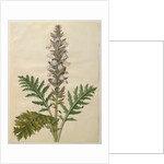 Acanthus mollis from the album Gottorfer Codex, c.1650 by Hans Simon Holtzbecher