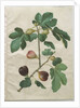 Ficus carica from the album Gottorfer Codex, c.1650 by Hans Simon Holtzbecher