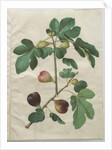 Ficus carica from the album Gottorfer Codex, c.1650 by Hans Simon Holtzbecher