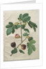 Ficus carica from the album Gottorfer Codex, c.1650 by Hans Simon Holtzbecher