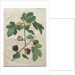 Ficus carica from the album Gottorfer Codex, c.1650 by Hans Simon Holtzbecher