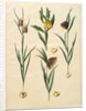 Fritilleria meleagris from the album Gottorfer Codex, c.1650 by Hans Simon Holtzbecher