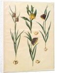 Fritilleria meleagris from the album Gottorfer Codex, c.1650 by Hans Simon Holtzbecher
