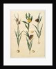Fritilleria meleagris from the album Gottorfer Codex, c.1650 by Hans Simon Holtzbecher