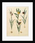 Fritilleria meleagris from the album Gottorfer Codex, c.1650 by Hans Simon Holtzbecher